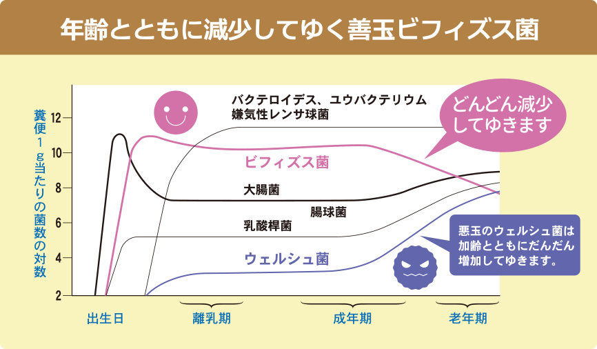 年齢とともに減少してゆく善玉ビフィズス菌